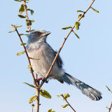 Scrub Jay