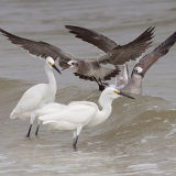 Snowy Egrets and Laughing Gulls