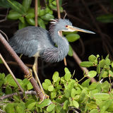 Tricolored Heron 1