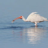 White Ibis