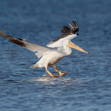 White Pelican