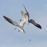 Royal Tern and Laughing Gull