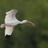 White Ibis 3
