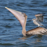 Brown Pelican and Laughing Gull 1