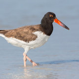 American Oystercatcher 1