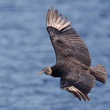 Black Vulture