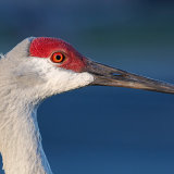 Sandhill Crane