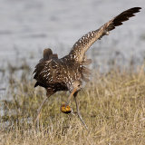 Limpkin