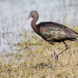 Glossy Ibis