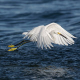 Snowy Egret 2
