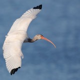 White Ibis 4