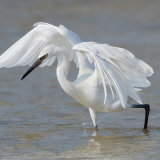 Reddish Egret (White Morph)