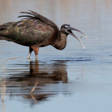 Glossy Ibis 2