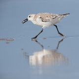 Sanderling