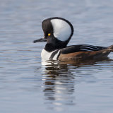 Hooded Merganser