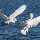 Snowy Egret 3