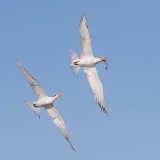 Royal Terns 2