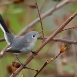 Blue-Gray Gnatcatcher 1
