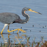 Tricolored Heron 2