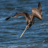 Brown Pelican 4