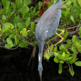 Tricolored Heron 3