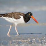 American Oystercatcher 2
