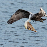 Brown Pelican 5