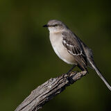 Northern Mockingbird