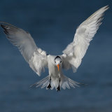 Royal Tern 3
