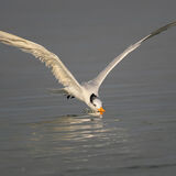 Royal Tern 5