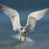 Sandwich Tern 3