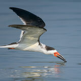Black Skimmer