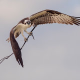Osprey 6