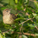 Palm Warbler 1