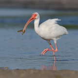 White Ibis 5
