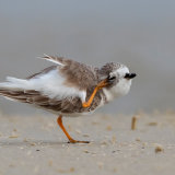 Piping Plover