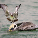 Brown Pelican and Laughing Gull 2