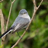 Blue-Gray Gnatcatcher 2