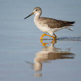 Lesser Yellowlegs