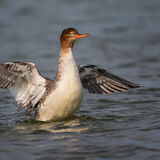 Red-Breasted Merganser