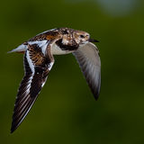 Ruddy Turnstone 2