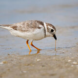 Piping Plover 3