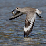 Willet 2