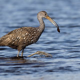 Limpkin 2
