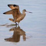 Marbled Godwit 2
