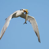 Royal Tern 4