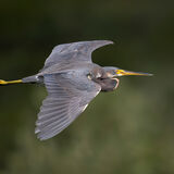 Tri-Colored Heron 4