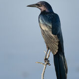 Boat-Tailed Grackle