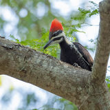 Pileated Woodpecker