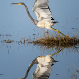 Tri-Colored Heron 5